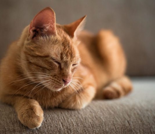 Cats Love Catnip Because It Protects Them From Mosquitoes, finds new research Cats Love Catnip Because It Protects Them From Mosquitoes, finds new research