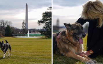 First dogs Major and Champ arrive at the White House (Photo) First dogs Major and Champ arrive at the White House (Photo)