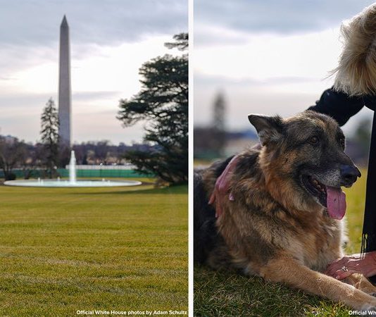 First dogs Major and Champ arrive at the White House (Photo) First dogs Major and Champ arrive at the White House (Photo)