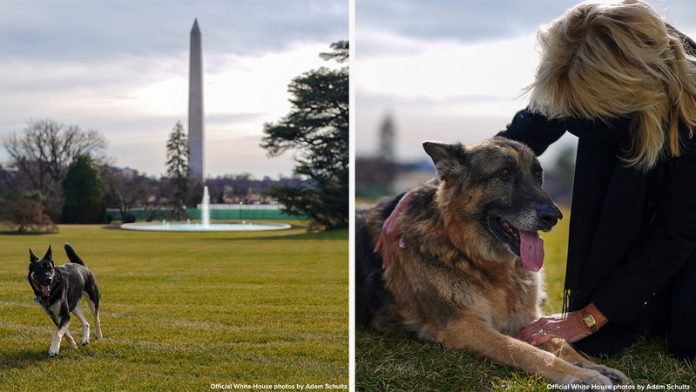 First dogs Major and Champ arrive at the White House (Photo)