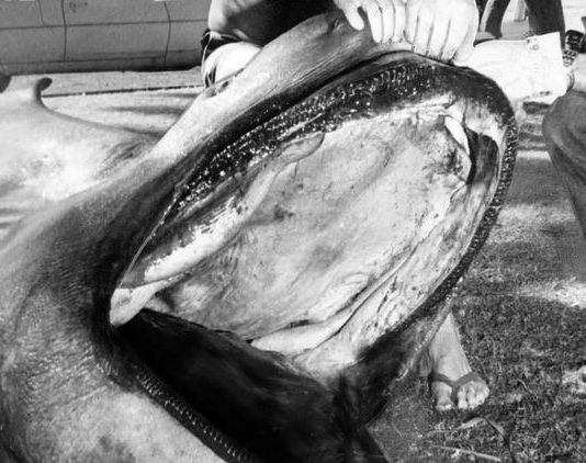 Giant worm’s lair discovered underground in Taiwan, research Giant worm’s lair discovered underground in Taiwan, research