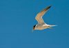 Interior least tern gets off endangered species list, Report