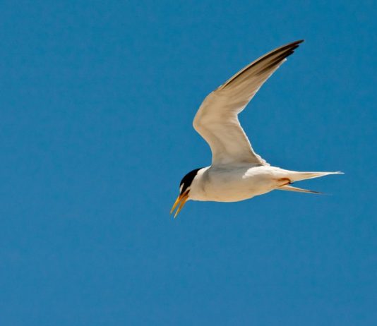 Interior least tern gets off endangered species list, Report Interior least tern gets off endangered species list, Report