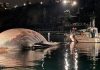 Italian coastguard recover huge whale carcass (Photo)