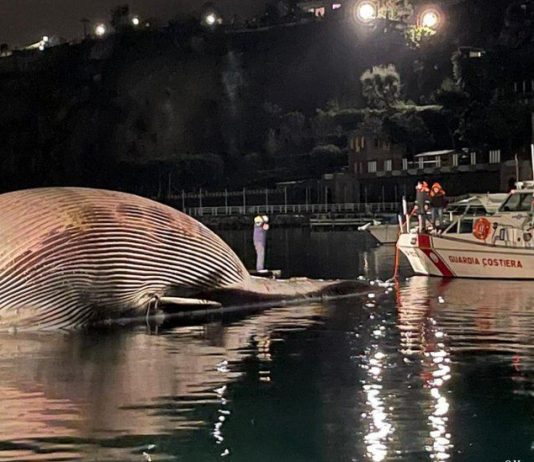 Italian coastguard recover huge whale carcass (Photo) Italian coastguard recover huge whale carcass (Photo)