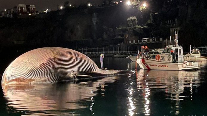 Italian coastguard recover huge whale carcass (Photo)