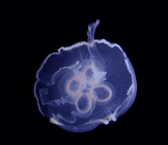 Jellyfish Build Walls of Water to Swim Around the Ocean (Study) Jellyfish Build Walls of Water to Swim Around the Ocean (Study)