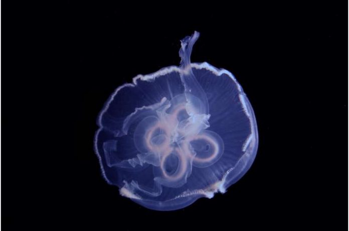 Jellyfish Build Walls of Water to Swim Around the Ocean (Study)
