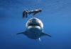 New Zealand woman dies after suspected shark attack, Report