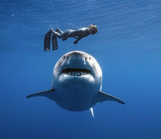 New Zealand woman dies after suspected shark attack, Report New Zealand woman dies after suspected shark attack, Report