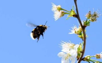 Pesticides leave bumble bees sleep deprived and unable to remember where their food is, says new research Pesticides leave bumble bees sleep deprived and unable to remember where their food is, says new research