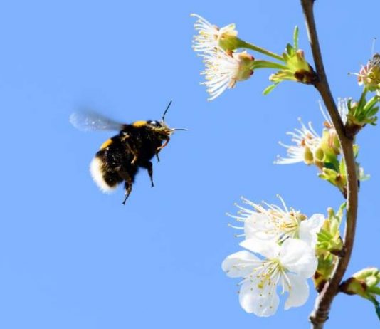Pesticides leave bumble bees sleep deprived and unable to remember where their food is, says new research Pesticides leave bumble bees sleep deprived and unable to remember where their food is, says new research
