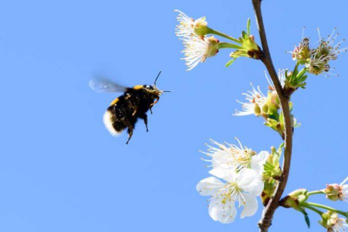 Pesticides leave bumble bees sleep deprived and unable to remember where their food is, says new research