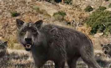 Prehistoric dire wolves looked different than those on ‘Game of Thrones,’ says new research Prehistoric dire wolves looked different than those on 'Game of Thrones,' says new research