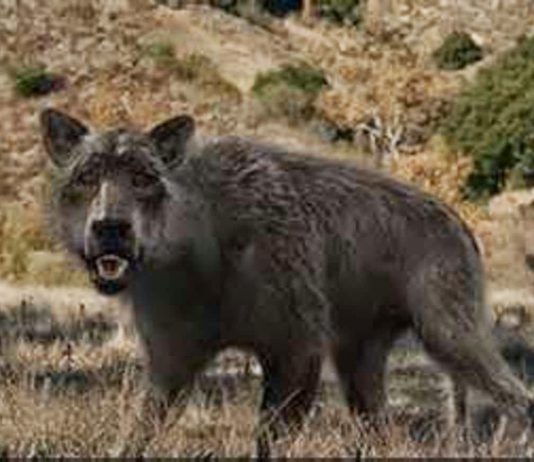 Prehistoric dire wolves looked different than those on ‘Game of Thrones,’ says new research Prehistoric dire wolves looked different than those on 'Game of Thrones,' says new research