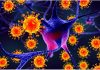 SARS-CoV-2 Virus Infects Neurons and Damages Brain Tissue, Report