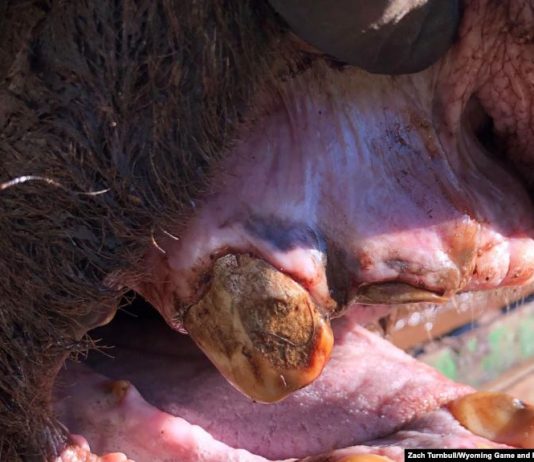 Scientists Found the Oldest Known Grizzly Bear in Yellowstone, Report Scientists Found the Oldest Known Grizzly Bear in Yellowstone, Report