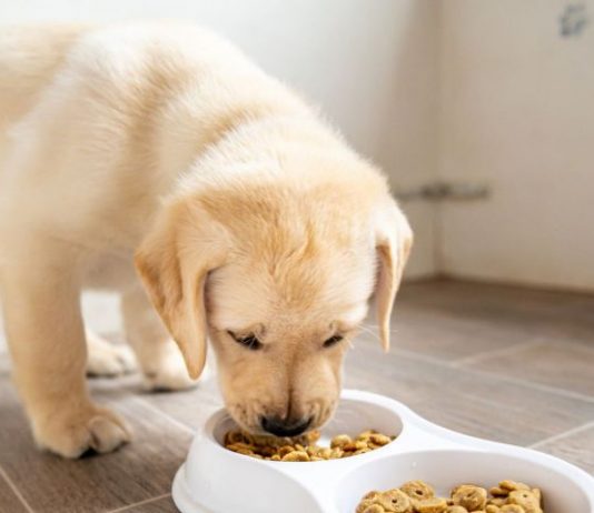 US Pet Food Recall Could Mean Danger for Your Dog or Cat, Report US Pet Food Recall Could Mean Danger for Your Dog or Cat, Report