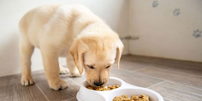 US Pet Food Recall Could Mean Danger for Your Dog or Cat, Report