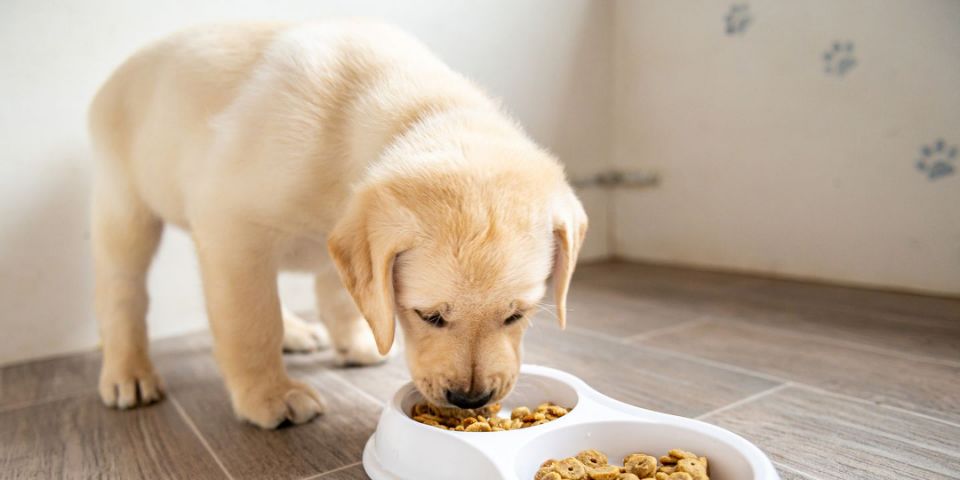 36 Top Pictures Daves Pet Food Recall - FDA expands Sportmix dog food recall after 70 dogs ...