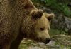Bear bites woman’s bare bottom from outhouse toilet in Alaska, Report