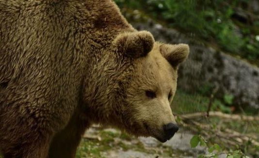 Bear bites woman’s bare bottom from outhouse toilet in Alaska, Report Bear bites woman’s bare bottom from outhouse toilet in Alaska, Report