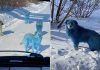 Blue dogs seen roaming near abandoned Russian chemical factory (Photo)
