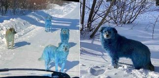 Blue dogs seen roaming near abandoned Russian chemical factory (Photo) Blue dogs seen roaming near abandoned Russian chemical factory (Photo)
