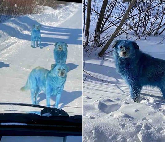 Blue dogs seen roaming near abandoned Russian chemical factory (Photo) Blue dogs seen roaming near abandoned Russian chemical factory (Photo)