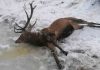 Bodies of drowned deer recovered from frozen lake after being scared by poachers, Report