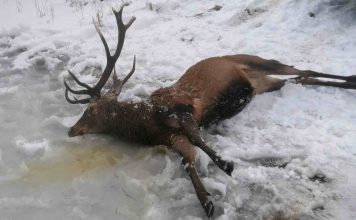 Bodies of drowned deer recovered from frozen lake after being scared by poachers, Report Bodies of drowned deer recovered from frozen lake after being scared by poachers, Report