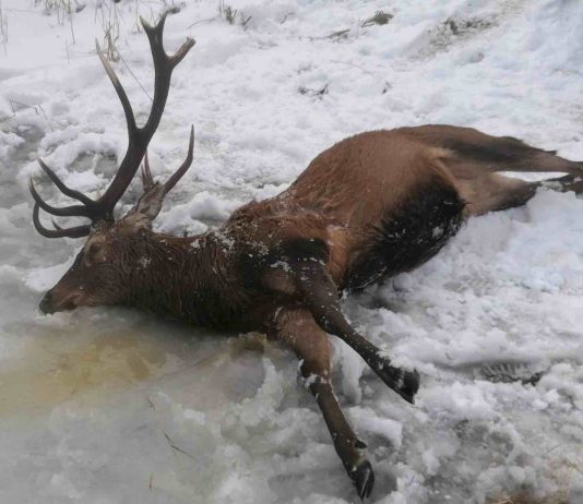 Bodies of drowned deer recovered from frozen lake after being scared by poachers, Report Bodies of drowned deer recovered from frozen lake after being scared by poachers, Report