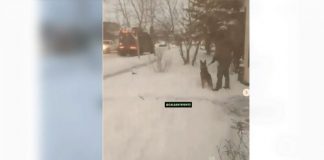 Calgary police respond to viral video showing officer kicking police dog (Watch) Calgary police respond to viral video showing officer kicking police dog (Watch)