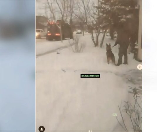 Calgary police respond to viral video showing officer kicking police dog (Watch) Calgary police respond to viral video showing officer kicking police dog (Watch)