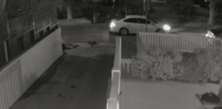 Dramatic Video Appears to Show Lady Gaga’s Dog Walker Getting Shot During Theft of French Bulldogs (Watch) Dramatic Video Appears to Show Lady Gaga's Dog Walker Getting Shot During Theft of French Bulldogs (Video)