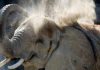Elephant kills zookeeper with ‘tremendous’ blow from its trunk in Spain, Report