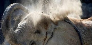 Elephant kills zookeeper with ‘tremendous’ blow from its trunk in Spain, Report Elephant kills zookeeper with ‘tremendous’ blow from its trunk in Spain, Report