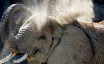 Elephant kills zookeeper with ‘tremendous’ blow from its trunk in Spain, Report Elephant kills zookeeper with ‘tremendous’ blow from its trunk in Spain, Report