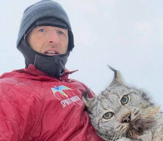 Farmer nabs lynx bare-handed — then gives it a lecture (Video) Farmer nabs lynx bare-handed — then gives it a lecture (Video)