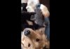 Golden retriever gets 'attacked' by adorable kittens (Video)