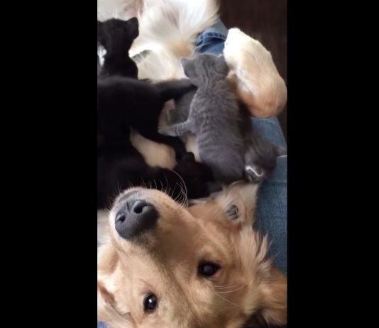 Golden retriever gets ‘attacked’ by adorable kittens (Video) Golden retriever gets 'attacked' by adorable kittens (Video)