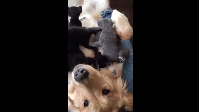 Golden retriever gets 'attacked' by adorable kittens (Video)