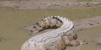 Human remains found inside a 13-foot crocodile, amid hunt for missing fisherman Andrew Heard Human remains found inside a 13-foot crocodile, amid hunt for missing fisherman Andrew Heard