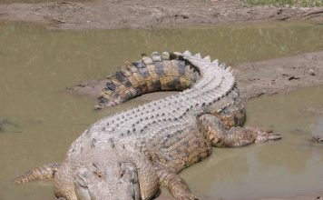 Human remains found inside a 13-foot crocodile, amid hunt for missing fisherman Andrew Heard Human remains found inside a 13-foot crocodile, amid hunt for missing fisherman Andrew Heard
