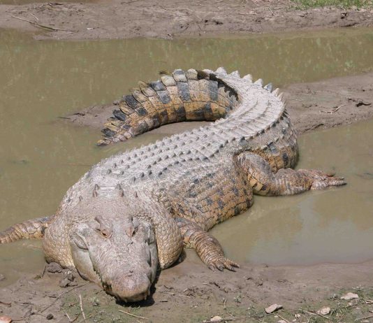 Human remains found inside a 13-foot crocodile, amid hunt for missing fisherman Andrew Heard Human remains found inside a 13-foot crocodile, amid hunt for missing fisherman Andrew Heard