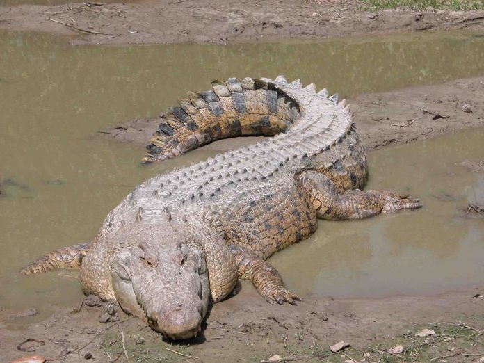 Human remains found inside a 13-foot crocodile, amid hunt for missing fisherman Andrew Heard