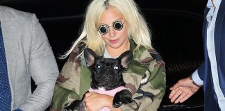 Lady Gaga’s Dog Walker Shot, Two of Her French Bulldogs Stolen, report says Lady Gaga's Dog Walker Shot, Two of Her French Bulldogs Stolen, report says