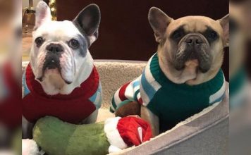 Lady Gaga’s dogs recovered safely after theft, shooting (Report) Lady Gaga's dogs recovered safely after theft, shooting (Report)