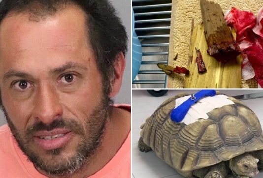 Preschool’s pet tortoise survives brutal attack by homeless man Preschool's pet tortoise survives brutal attack by homeless man