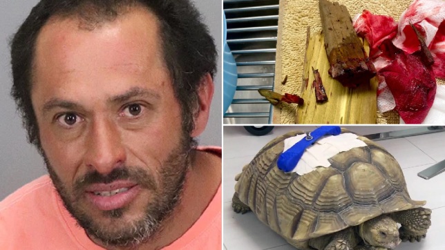 Preschool's pet tortoise survives brutal attack by homeless man